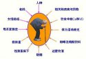 超声草莓视频入口仪测量草莓视频入口的意义